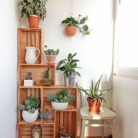 INDOOR PLANTS and HOUSE PLANTS