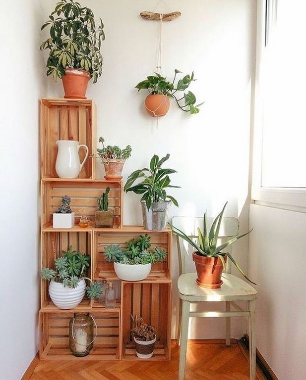 INDOOR PLANTS and HOUSE PLANTS