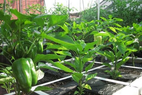 ORGANIC TERRACE FARMING – THE KEY TO SELF-SUSTENANCE (4)