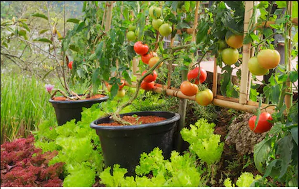 ORGANIC TERRACE FARMING – THE KEY TO SELF SUSTENANCE 5