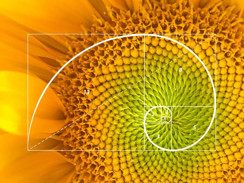 GOLDEN RATIO IN LOGO DESIGN - THE HOLY GRAIL OF DESIGN (2)