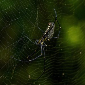 FRIENDS IN YOUR GARDEN - A WORLD ENVIRONMENT DAY CELEBRATION