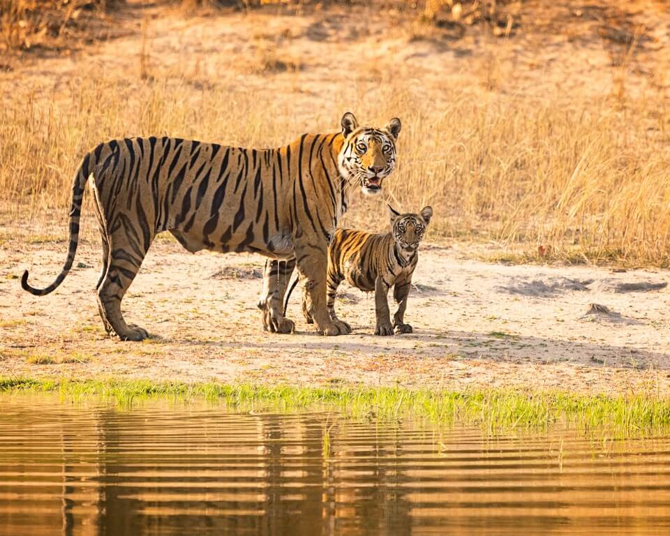 International Tiger Day - Pondering on India’s role in tiger conservation 