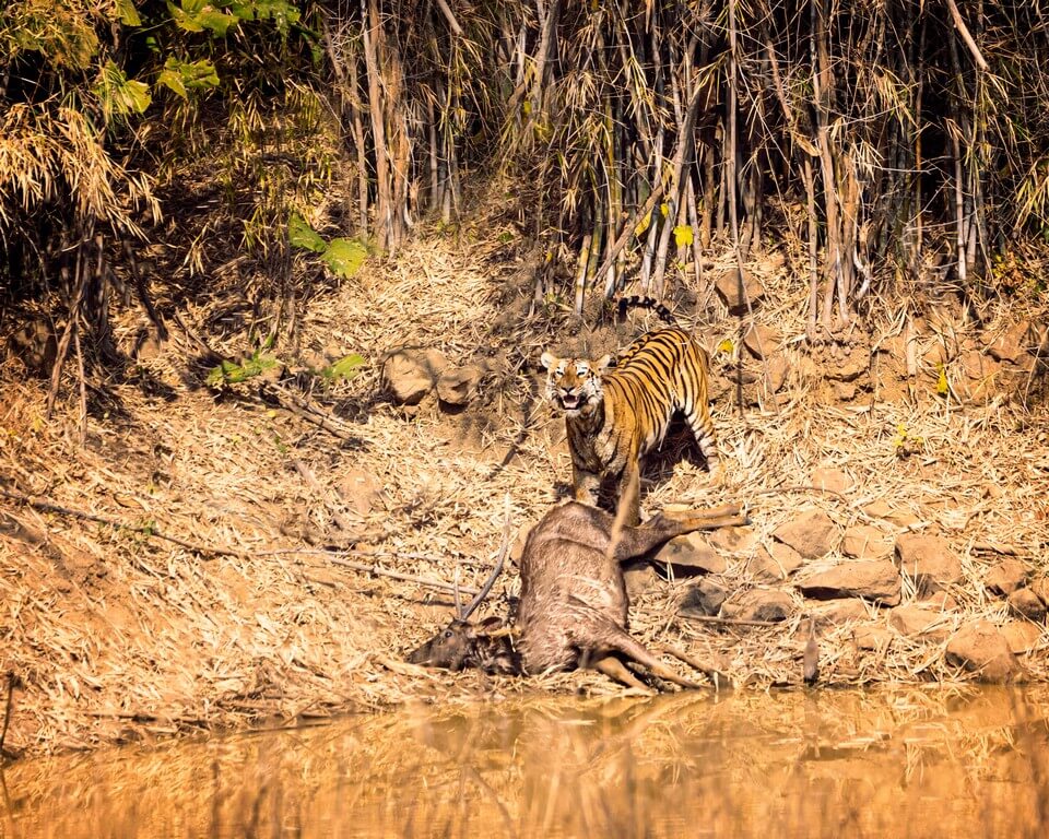 International Tiger Day - Pondering on India’s role in tiger conservation 