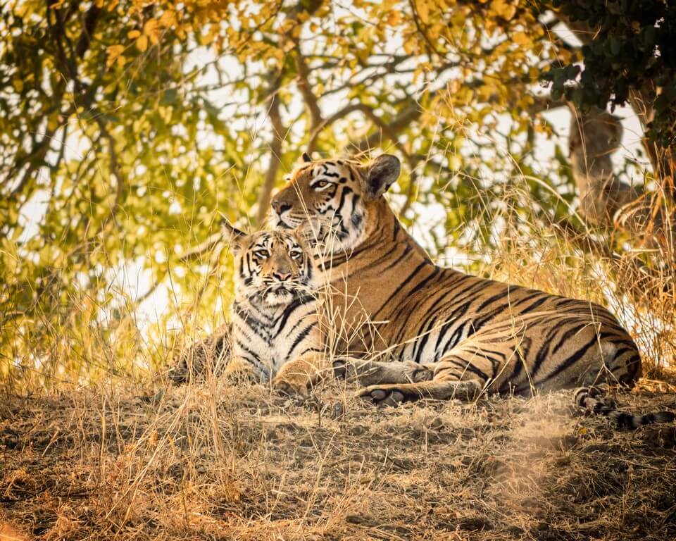 International Tiger Day - Pondering on India’s role in tiger conservation