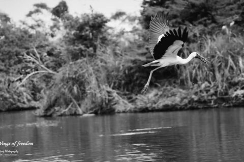 World Photography Day – The Slice of Life in Black and White