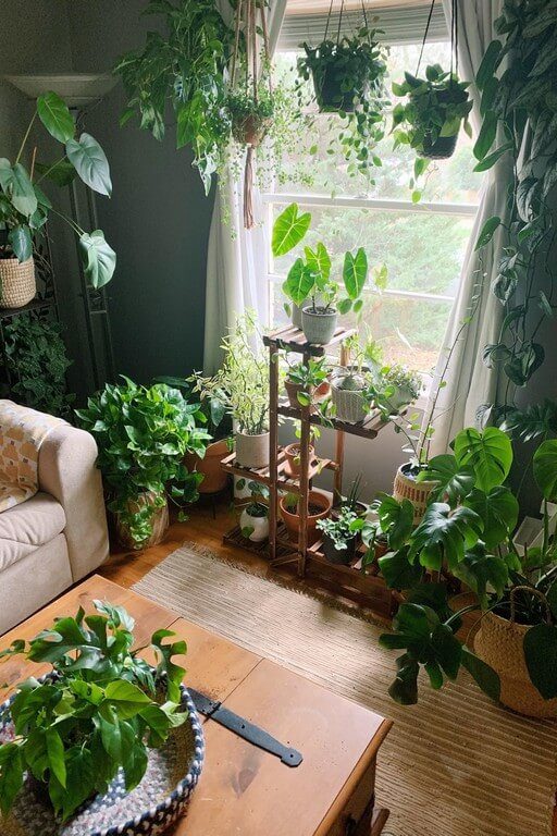 Indoor plants: Simple design hacks to decorate indoors