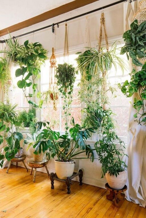 Indoor plants: Simple design hacks to decorate indoors