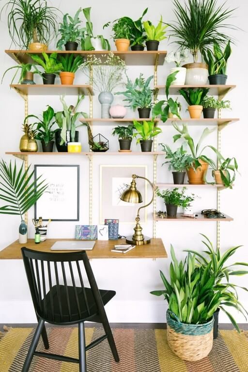 Indoor plants: Simple design hacks to decorate indoors