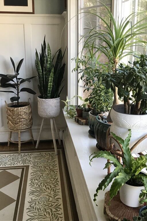 Indoor plants: Simple design hacks to decorate indoors