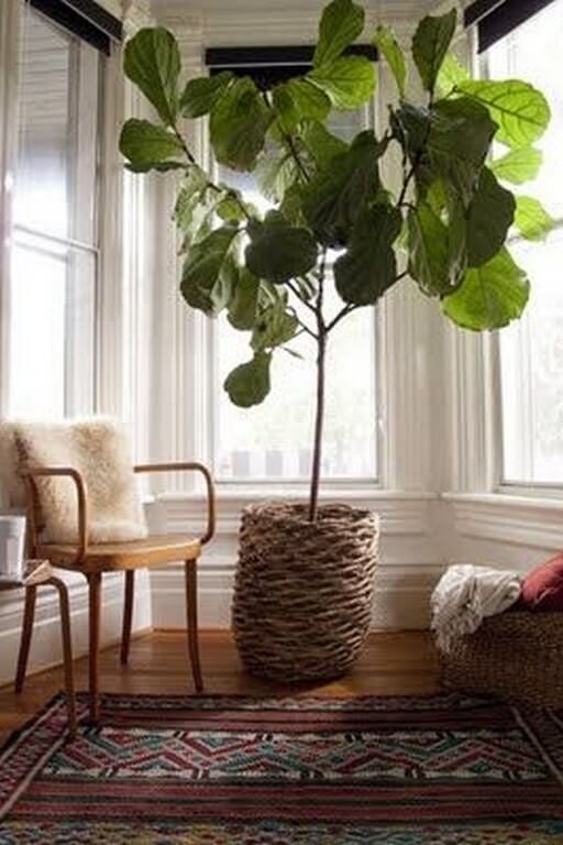 Indoor plants: Simple design hacks to decorate indoors