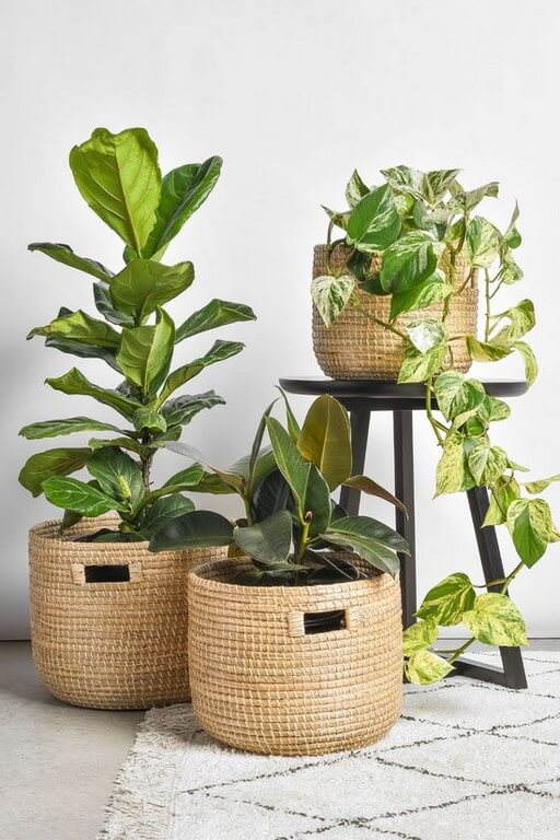 Indoor plants Simple design hacks to decorate indoors