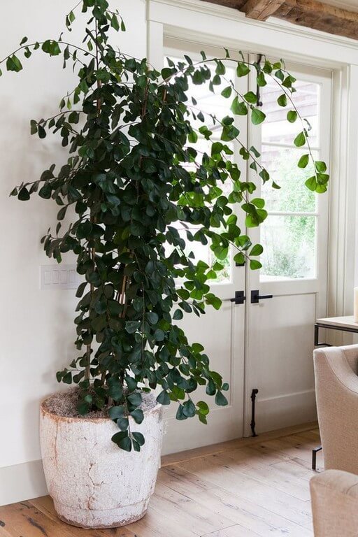 Indoor plants Simple design hacks to decorate indoors