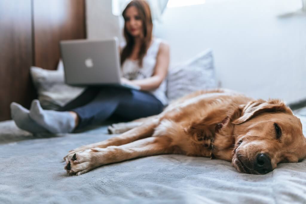 Interior design ideas for a pet-friendly home