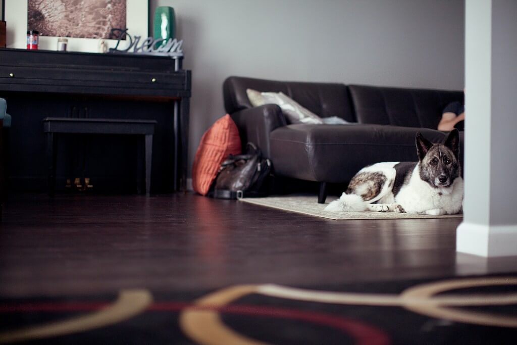 Interior design ideas for a pet-friendly home