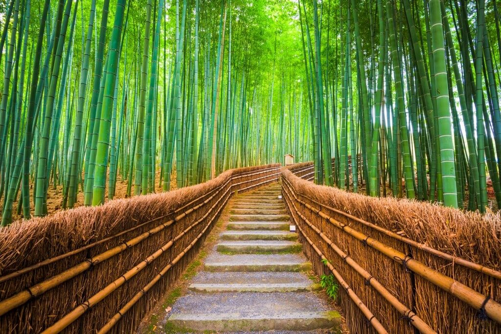 World Bamboo Day: A Core Material of Design World 