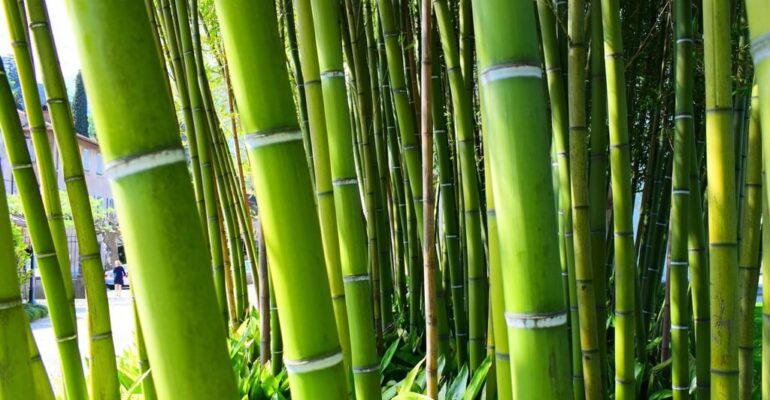 World Bamboo Day: A Core Material of Design World