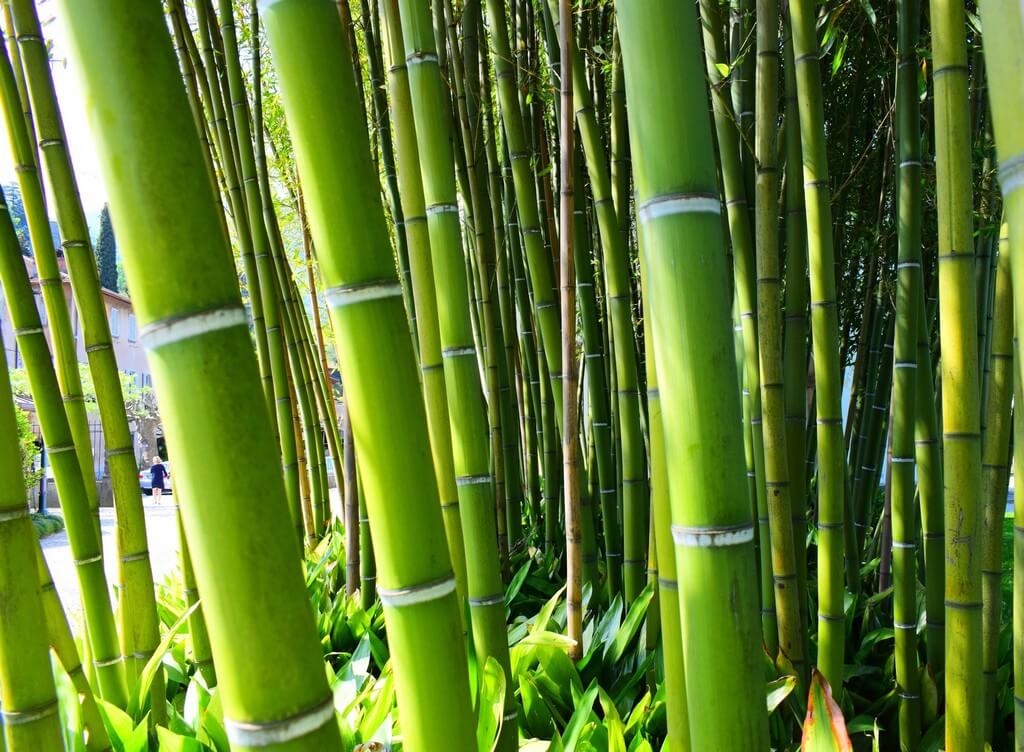 World Bamboo Day: A Core Material of Design World