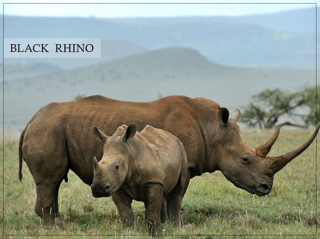 World Rhino Day 