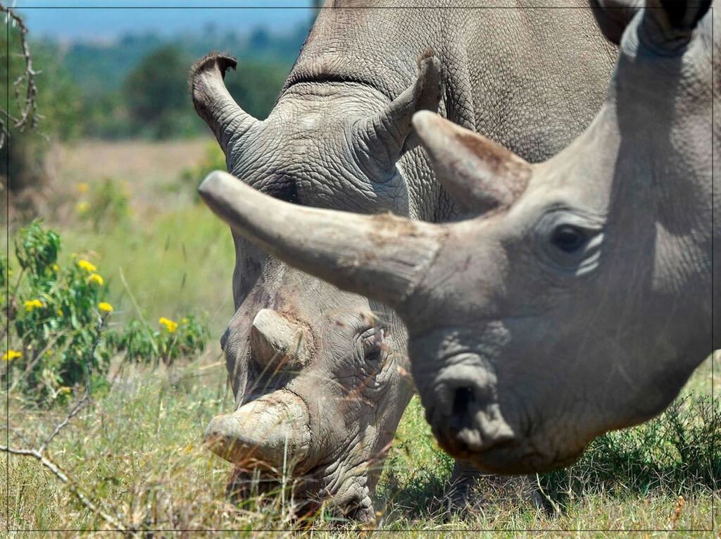 World Rhino Day 