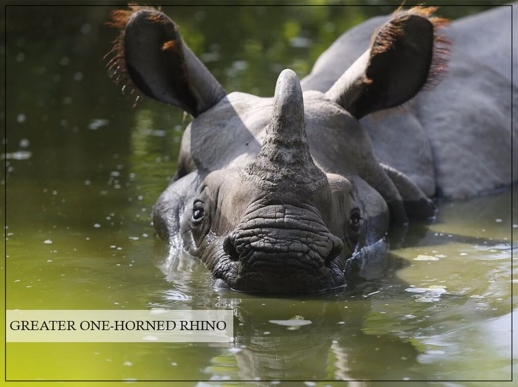 World Rhino Day 