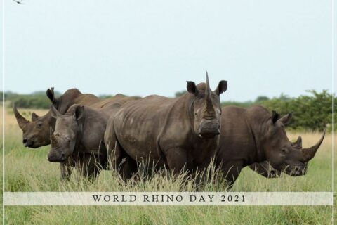 World Rhino Day