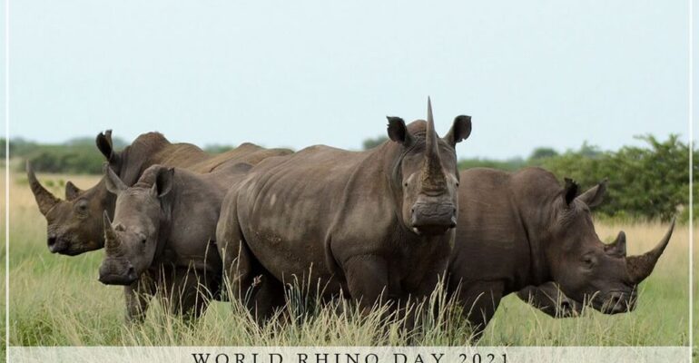 World Rhino Day