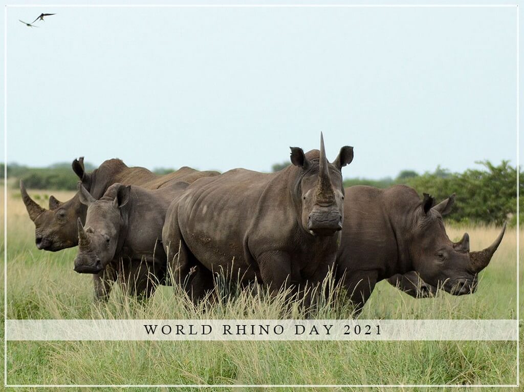 World Rhino Day