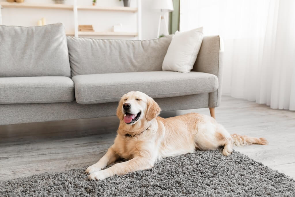 5 tips for cleaning pet hair from a carpet 