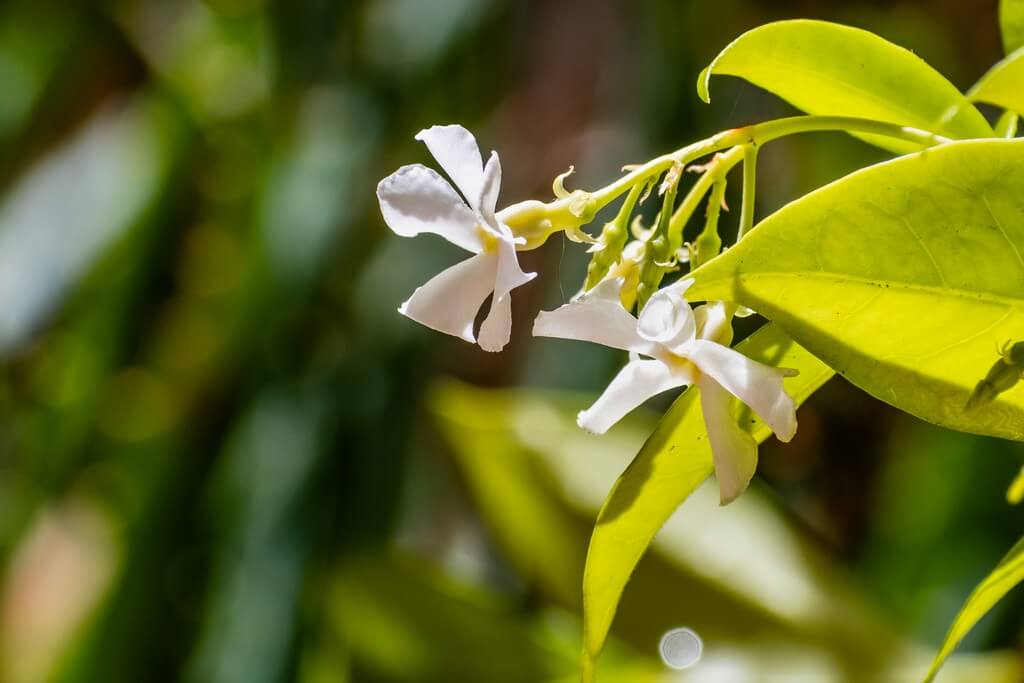 Benefits of jasmine oil for hair 