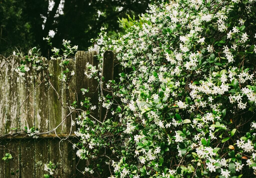 Benefits of jasmine oil for skin