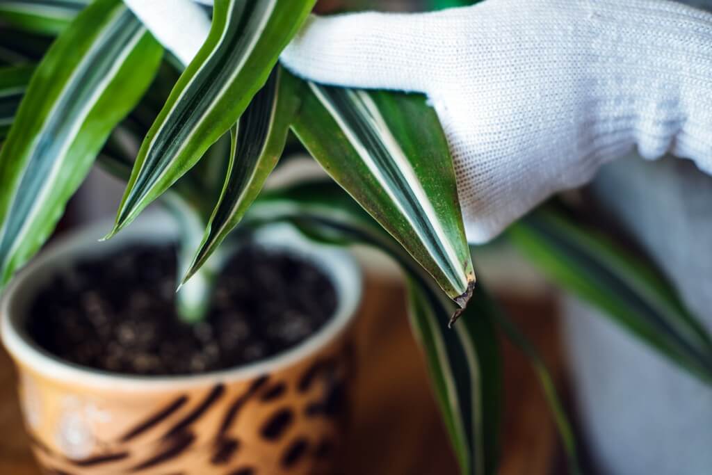 How to keep indoor plants happy in winter?