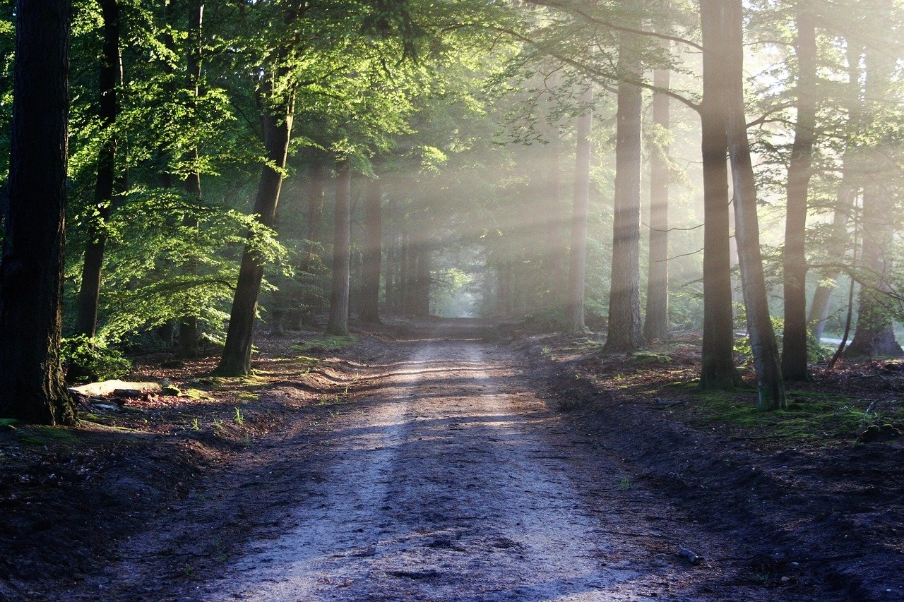 The Magic of Light Understanding Lighting in Photography