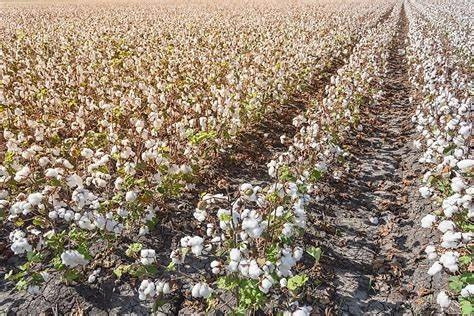 Field to Fashion A Story of Cotton Fabric Production 