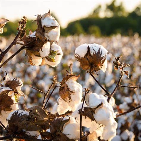 Field to Fashion A Story of Cotton Fabric Production 