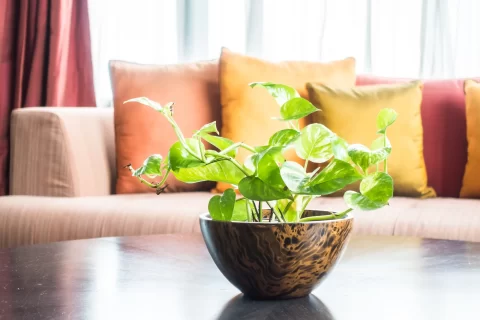 Eco-Friendly Interior Design: Creating Green Interiors