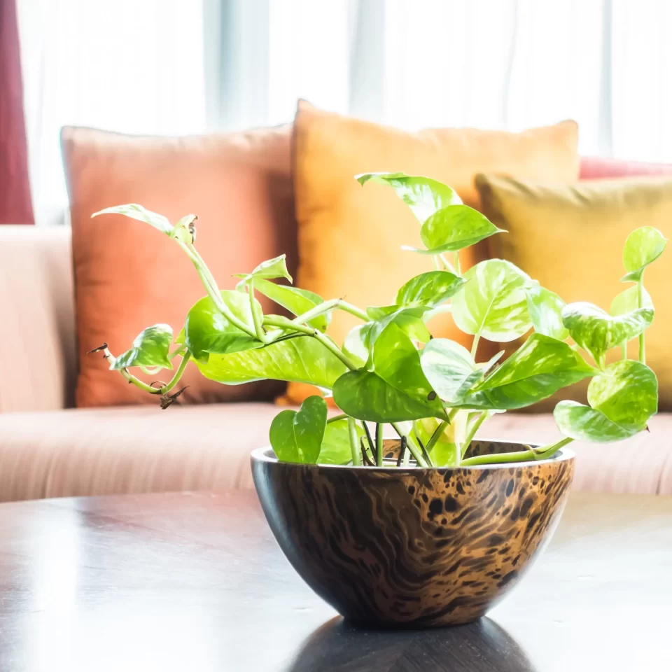 Eco-Friendly Interior Design: Creating Green Interiors